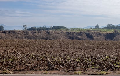 En la carretera al valle de Taquari, en Rio Grande do Sul, se observan muchos cultivos devastados como este.