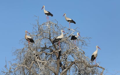 Varias cigüeñas descansan en la rama de un árbol en la ciudad cisjordana de Yenín (Cisjordania), el 24 de abril de 2018.