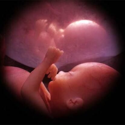 Imagen de <i>En el vientre materno: gemelos, trillizos y cuatrillizos. </i>