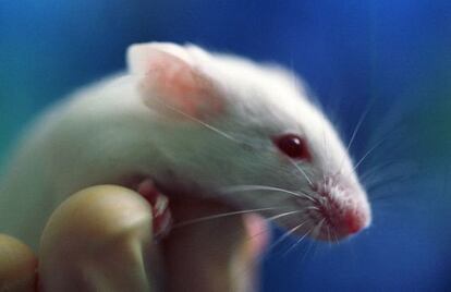 Los ratones y los humanos compartimos casi todos los genes.