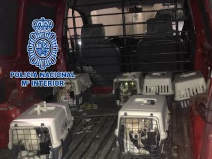 La policía ha desmantelado el centro de cría de perros, ubicado en una vivienda, que mantenía a los animales encerrados