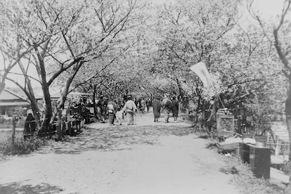 Festa do Hanami à beira do rio Arakawa, na década de 1920, numa imagem da família Funatsu.
