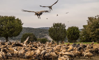 Buitres en el refugio de rapaces de Montejo de la Vega (Segovia) en 2015. La asociación WWF, que dirige el refugio, tiene un acuerdo con los ganaderos y mataderos locales para aportar un suplemento alimentario a los buitres.