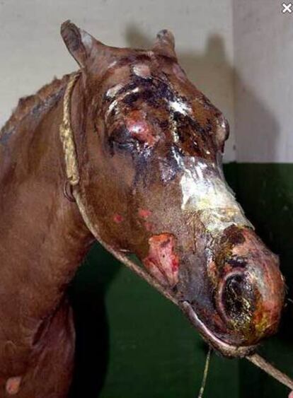 Uno de los caballos afectados por las quemaduras