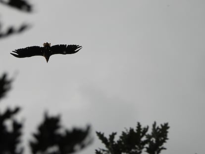 Uno de los progenitores del pollo de pigargo sobrevuela la zona del nido.