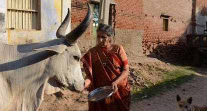 Jashodaben Mondi, esposa del primer ministro indio Narendra Modi, alimenta a una de sus vacas.
