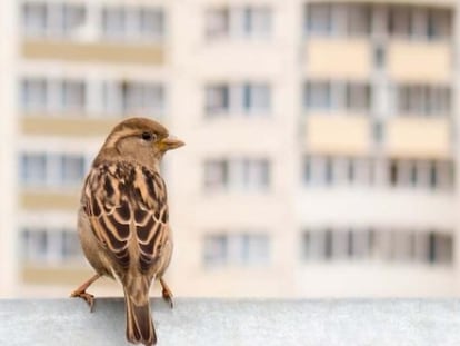 Un gorrión en una terraza en la ciudad.