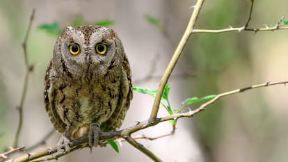 El pequeño y rechoncho autillo europeo (Otus scops).