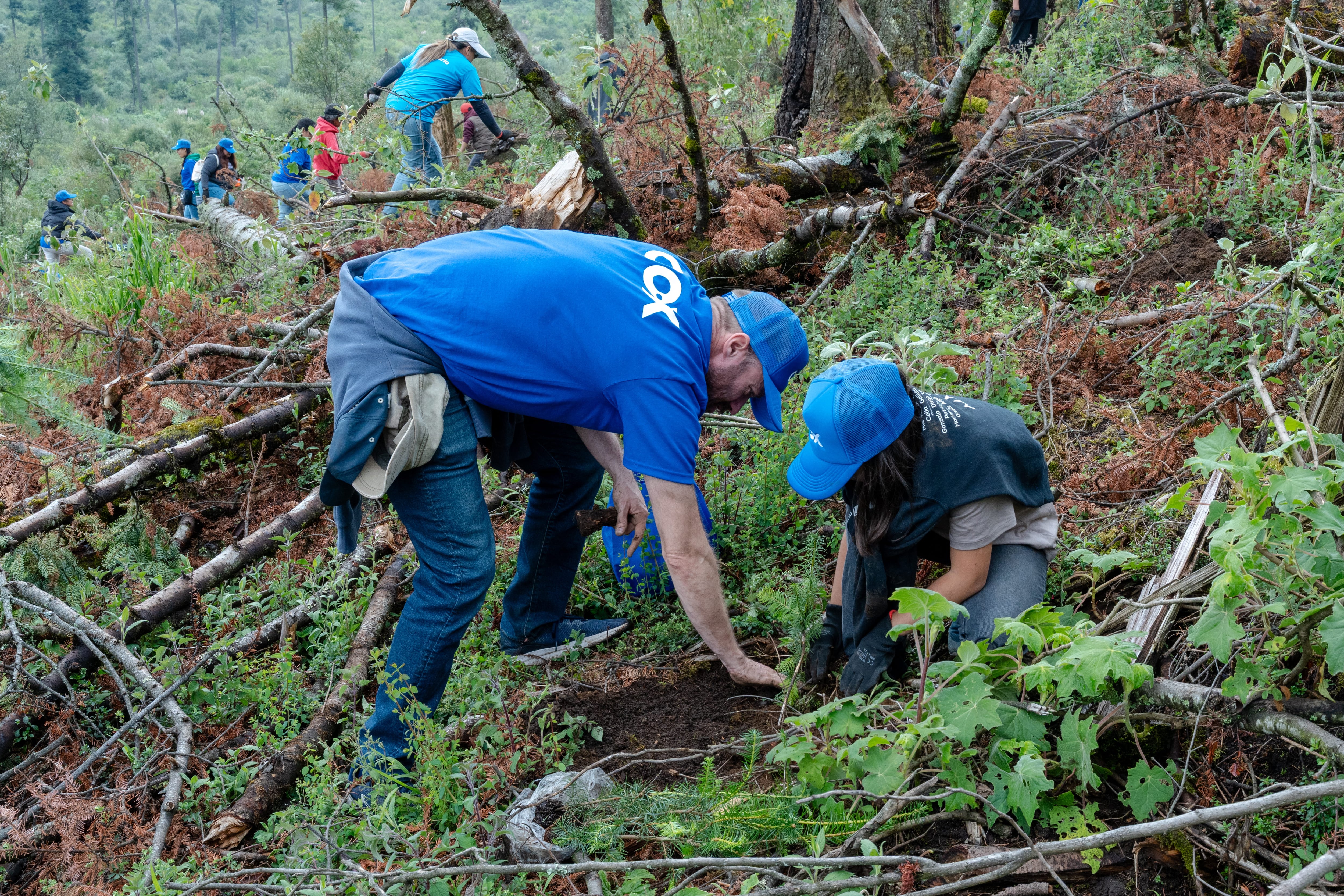 Más de 2.000 árboles sembrados en las montañas de Ocoyoacac en el Estado de México