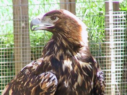 Äguila imperial ibérica.