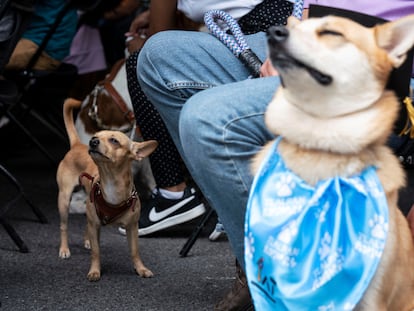 Imágenes de dos de los perros que completaron el curso de búsqueda y rescate el 19 de septiembre 2022 en Ciudad de México.