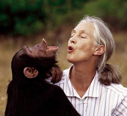 Jane com o chimpanzé Uruhara, em 1996. A cientista é considerada a maior especialista do mundo em chimpazés, estudando-os na área de comportamento animal.