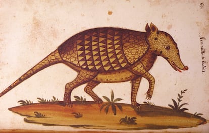 Armadillo del 'Atlas de Historia Natural de Felipe II' (1590), posiblemente copiado de los dibujos de la expedición de Francisco Hernández.