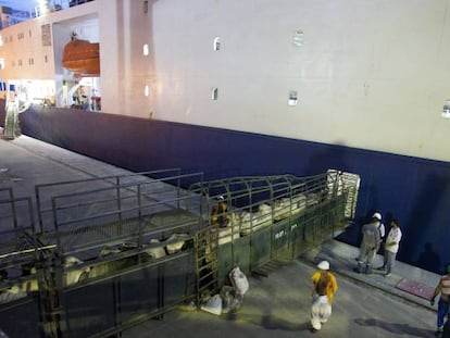 Carga de gado em um barco na Vila do Conde (Brasil) com destino à China.