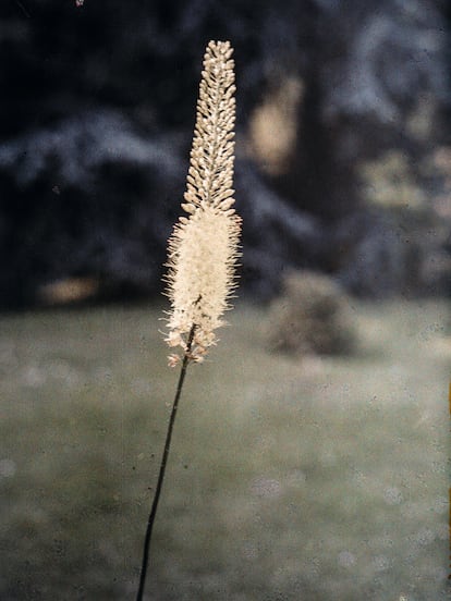 ‘Eremurus amarillo’ (mayo, 1915).
