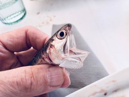 Gigantesco tamaño de la boca de un boquerón /Capel 