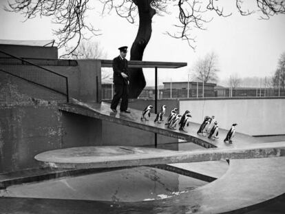 Los pingüinos descienden por la rampa helicoidal de la 'Penguin Pool', seguidos por un vigilante del zoo, el 20 de enero de 1954. Entonces, el suelo era de goma. |