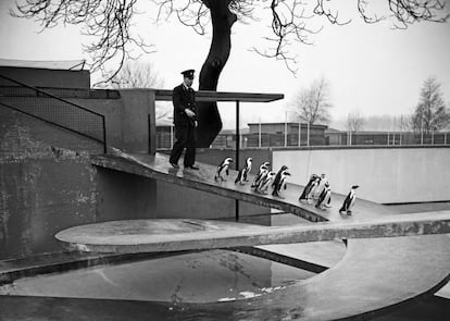 Los pingüinos descienden por la rampa helicoidal de la 'Penguin Pool', seguidos por un vigilante del zoo, el 20 de enero de 1954. Entonces, el suelo era de goma. |