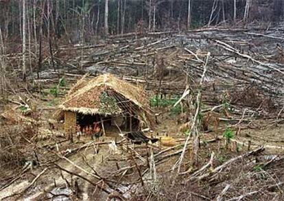 Entre agosto de 2002 y de 2003 fueron devastados 23.750 kilómetros cuadrados, un 2% más que en el mismo periodo del año anterior. En la imagen, un grupo de indios yanomami en un campo talado del Estado de Roraima.