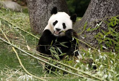 Madrid Zoo-Aquarium&#039;s female giant panda, Hua Zui Ba. There are believed to be fewer than 1,600 of the species left in the wild.