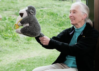 La primatóloga Jane Goodall posa para una foto en el zoológico de Taronga, en Sydney (Australia), el 11 de octubre de 2008. Goodall reconoció la investigación sobre reproducción y trabajo llevado a cabo por el Grupo de Chimpancés del zoológico de Taronga.