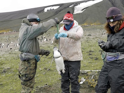 De izquierda a derecha, los biólogos Gabriel López, Nacho Juárez y Josabel Belliure, durante el análisis de un pingüino barbijo.