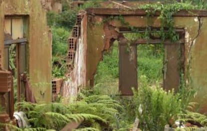 Em meio a um labirinto marrom de ruínas, o verde ressurge em Bento Rodrigues.