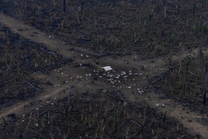 Factores como la deforestación, el consumo irresponsable y la producción agrícola y ganadera intensiva, contribuyen activamente al cambio climático, que es actualmente la principal amenaza para el planeta.