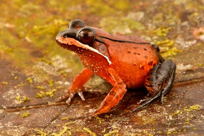  La rana de labios blancos de Loreto (Leptodactylus rhodomystax) tiene colores inusualmente brillantes en comparacin con sus parientes ms cercanos. Estas ranas ponen sus huevos en nidos de espuma que construyen sobre charcos de agua en el bosque, lo que proporciona un hbitat para los renacuajos despus de la eclosin. 