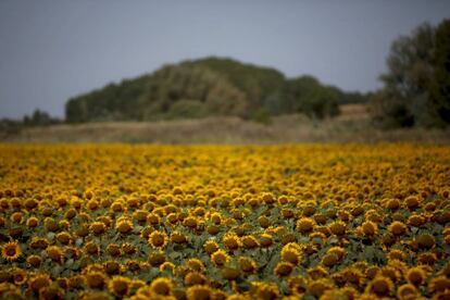 Campos de girasoles en los alrededores de Medina de Rioseco.