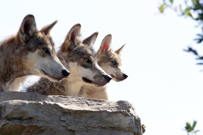 Una manada de lobos, una especie nativa en peligro de extinción, en un recinto en el Museo del Desierto en Saltillo (México), 19 de julio de 2016.