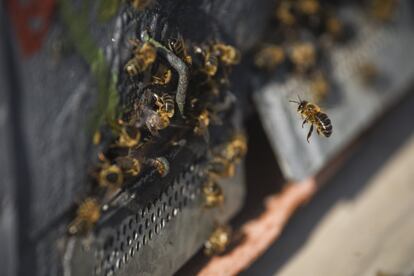 A mudança climática gera alterações nas ecossistemas e risco de desaparecimento de flora e fauna autóctona. O Painel Intergubernamental sobre Mudança Climática de Nações Unidas (IPCC) assinala que das espécies que se estudaram, ao redor de 50% já se viram afetadas pela mudança climática. Espanha não está alheia a essa problemática. Um dos danos colaterales do desaparecimento das abejas se encontra na agricultura. O 70% dos principais cultivos em Espanha depende da polinização de insetos, como as abejas, mas as populações destes animais têm decrecido neste século devido à mudança climática e outros fatores, entre eles o uso de neonicotinoides ou a expansão de depredadores como a vespa asiática e o abejaruco.