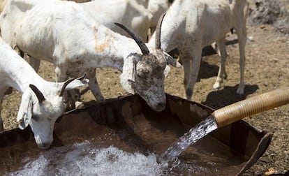 Unas cabras beben agua procedente de un camión que abastece a un grupo de pastores nómadas periódicamente.
