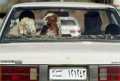 Dos ovejas viajan en la parte trasera de un automóvil en Bagdad.

/ ASSOCIATED PRESS
