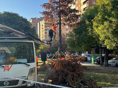 Una contrata municipal corta las ramas del abeto de Navidad, ya seco, que fue replantado en el bulevar sur de Valencia.