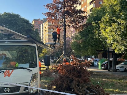 Una contrata municipal corta las ramas del abeto de Navidad, ya seco, que fue replantado en el bulevar sur de Valencia.