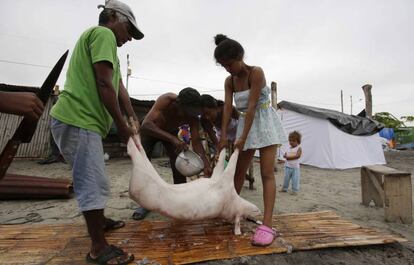 Una familia limpia un cerdo que se encontraron caminando en el exterior de su casa, en el pueblo pesquero de La Chorrera (Ecuador), el 14 de mayor de 2016.