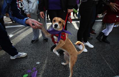 La edición de esta carrera ha querido rendir homenaje a Estados Unidos por haber aprobado una ley federal que clasifica como delito grave los actos de crueldad contra los animales.