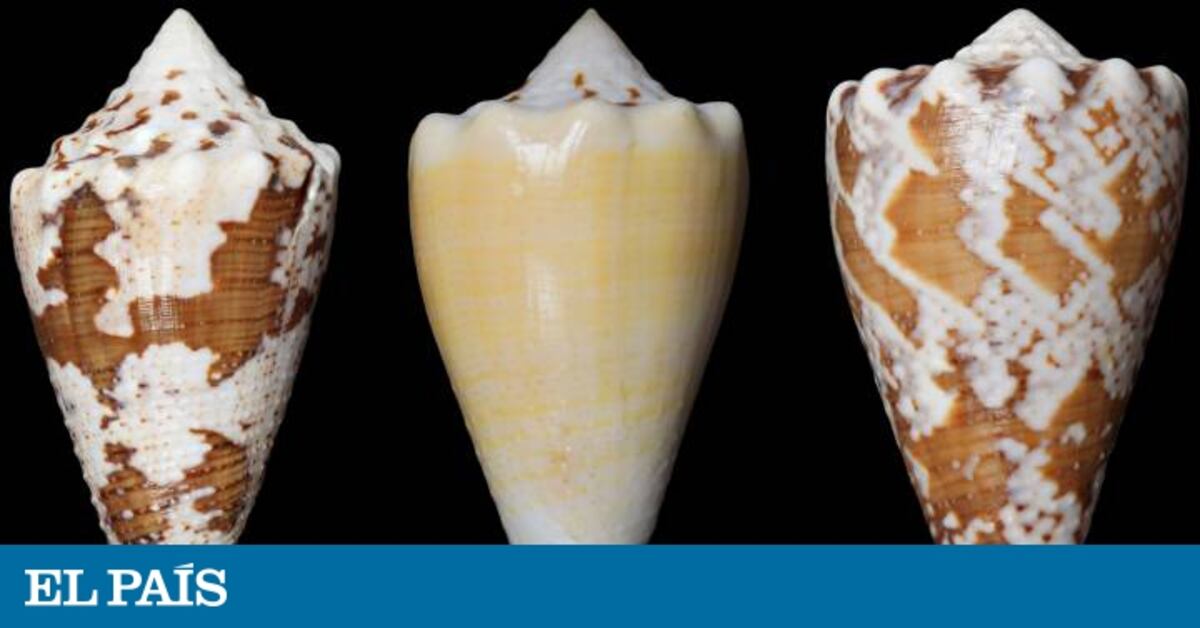 elpais.com