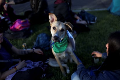 Un perro participa en la protesta de Bogotá. 