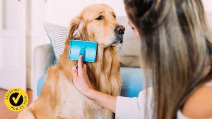 Mujer cepillando un perro.