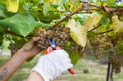 Vendimia de la variedad albariño.