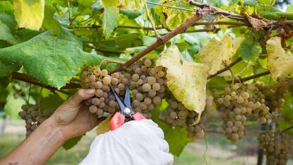 Vendimia de la variedad albariño.