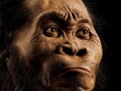 El  Homo naledi , descubierto en Sudáfrica, podría haber hecho uno de los primeros rituales funerarios que se conocen