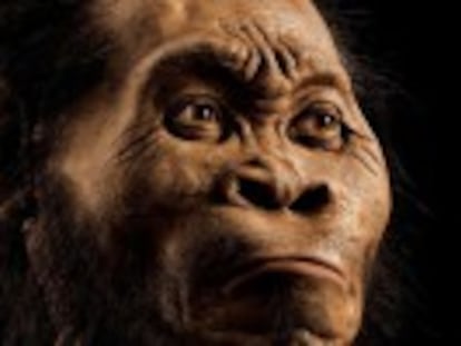 O ‘Homo naledi’, descoberto na África do Sul, poderia ter realizado um dos primeiros rituais funerários que conhecemos