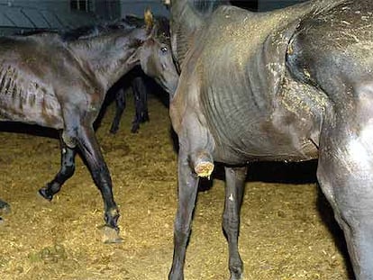 Los caballos de pura raza intervenidos a Roca presentan úlceras y tumores en las patas