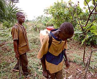 Niños esclavos, en una plantación de cacao en la ciudad de Bonofla (Costa de Marfil).