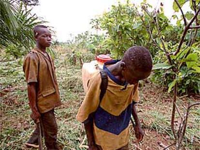 Niños esclavos, en una plantación de cacao en la ciudad de Bonofla (Costa de Marfil).