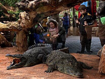 Un cristal protege a los visitantes de los cocodrilos en el Bioparc de Valencia. 