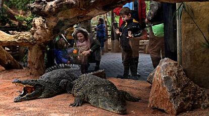 Un cristal protege a los visitantes de los cocodrilos en el Bioparc de Valencia.